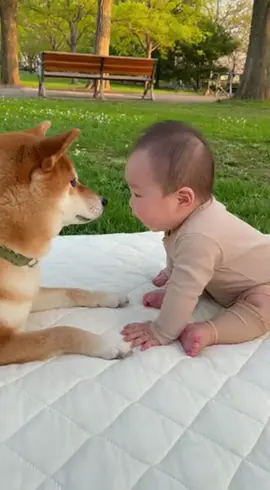 #baby #dogandbaby #ai 