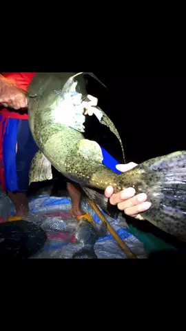 Chạm mặt cá lăng khủng #sangdirung