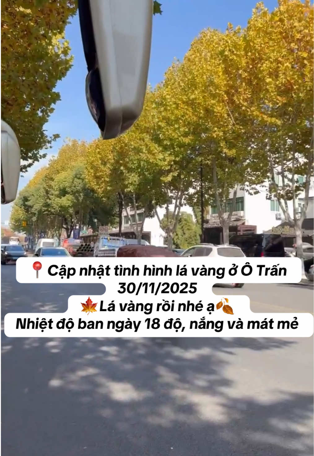 📍Cập nhật tình hình lá vàng ở Ô Trấn  30/11/2025 🍁Lá vàng rực rồi nhé ạ🍂 Nhiệt độ ban ngày 18 độ, nắng và mát mẻ #Trangontour #tourthuonghai_hangchau_tochau_otran #tourdulichtrungquoc #lavangtrungquoc #muathuthuonghai 