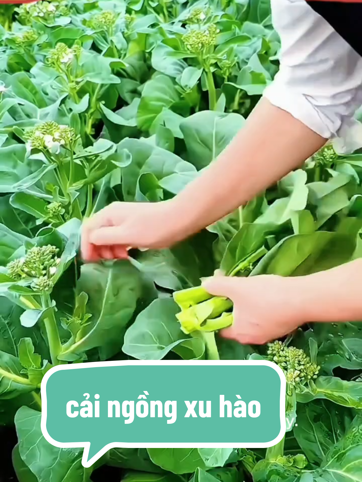 Hạt giống cải ngồng xu hào còn gọi của ngồng hoa vàng f1 ăn ngon, năng xuất cao #hatgiongbonmua #hatgiongraucu #caingong #caingongxuhoa #ngongxuhao