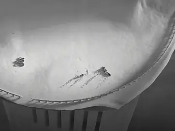 #зверополис #ник#джуди #зверополис2 #fyp 