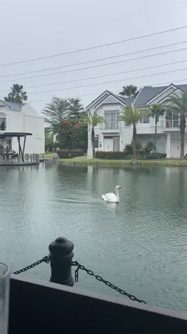 Cafe pinggir danau😍 #suvarna #lensacafetanggerang 