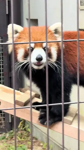 #レッサーパンダ #redpanda #杏香 #熊本市動植物園 #かわいい
