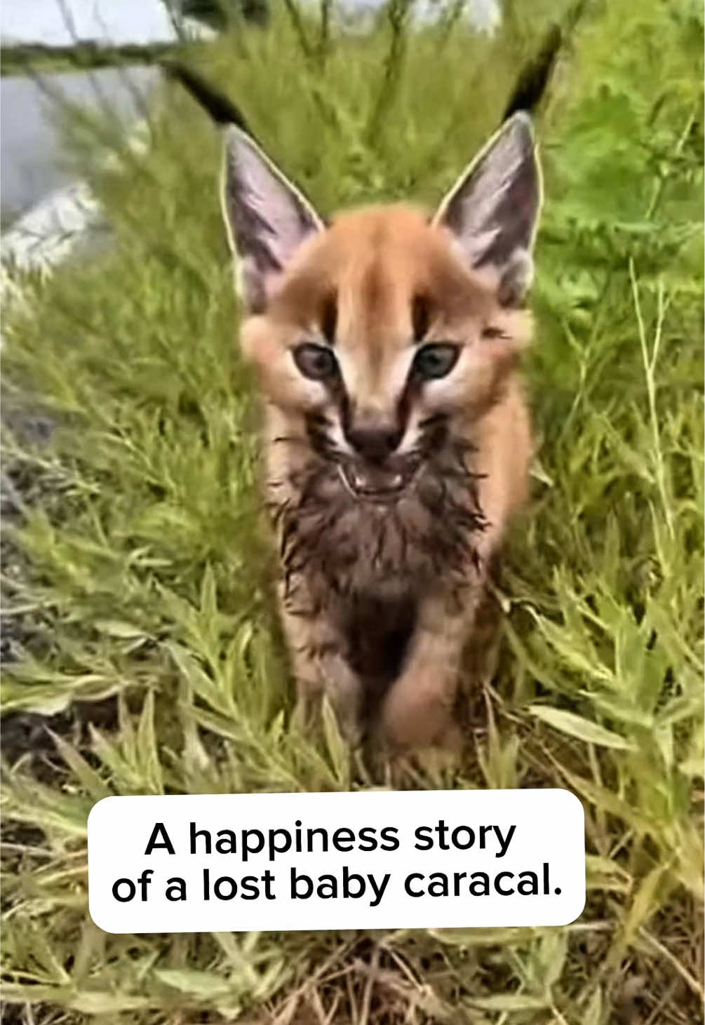 A happiness story of a lost baby caracal.🐅❤️‍🔥 #animal #feline #caracal #animalrescue #rescueanimals 