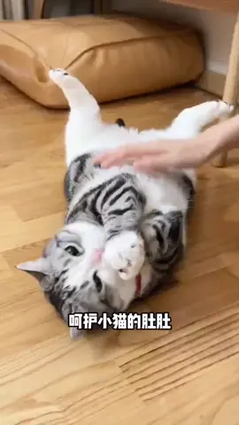 Жиржириска — это пушистый шедевр в костюме маленькой ведьмы: с черной остроконечной шляпой, украшенной оранжевыми бантиками, и забавным накидкой с золотистой каймой, которая идеально подчеркивает его кругленькие формы и огромные удивленные глазки! 😻 Он сидит на стуле, как настоящий хэллоуинский босс, и явно готовит какое-то кошачье заклинание. Что еще добавить к его образу?