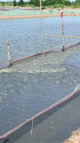 Cá kèoooo 🐬❤️ #mientayquetoi #camau #xuhuong #nuoica 