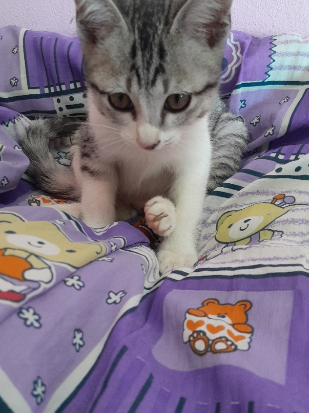 ไหนใครบ่นหนาวเอาน้องไปนอนกอดแก้หนาวได้นะ😽😽😽 #ทาสแมว #แมวเหนือ 