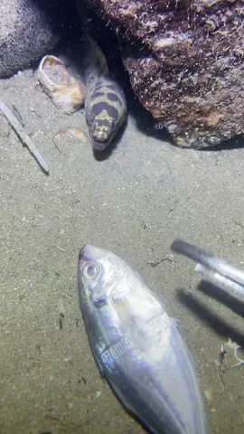 #fishing #eels #deepsea #nemo #diving #lobster #beach #crab #nature #sea #catchthesea