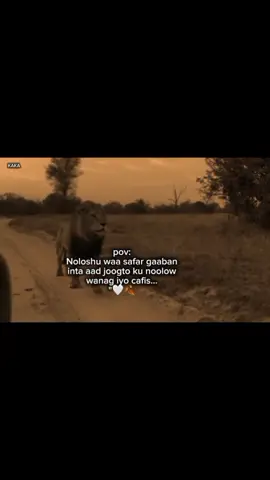 ku nolow🤍🍂 #somaliforyoupage #foryoupage❤️❤️ #visewsproblem😭🙏 #somaliforyoupage #visewsproblem😭🙏 