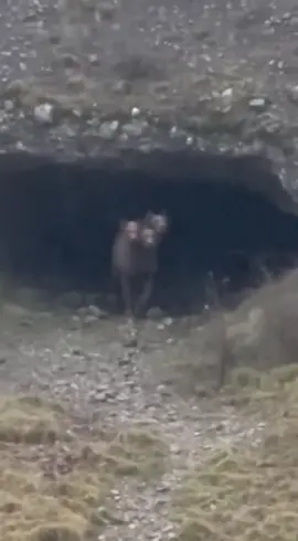 Cerberus - Washington State c. 2013 #viral #fyp #cerebus #fantasy #viralvideo 