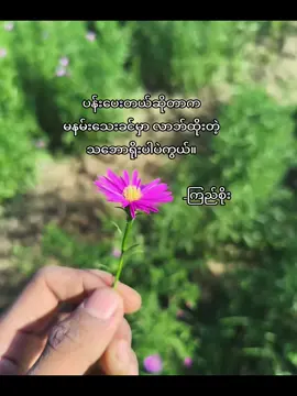 🌷🩷#flower #tiktok #views #fyp 