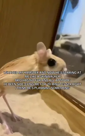 I SHAVED MY HAMSTER AND NOW HE LOOKS LIKE A SKINWALKER 😭 THIS IS THE FUNNIEST AND SCARIEST THING I’VE EVER SEEN HELP ME I CAN’T STOP LAUGHING #hamster #fyppppppppppppppppppppppp #fyp #funny #viral 