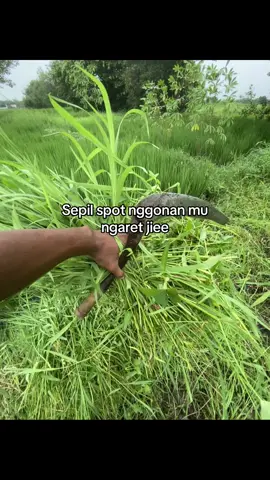 Gek ndang di sepil jiee🤣#sobatngaret #peternakmuda #sapijumbo #foryourpage #4u 