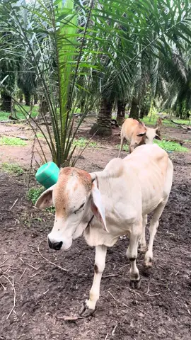 Kepanasan yaa🤣#peternakmuda #peternaksapiindonesia 