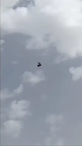 #حمام_لوت #تصميم_فيديوهات🎶🎤🎬  #شعب_الصيني_ماله_حل😂😂 #للونسه_فقط😂😂 #