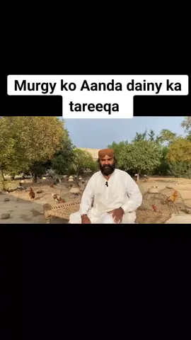murge ko Aanda dainy ka tareeqa#foryou #fyp #viral_video #foryou #aseellovers 