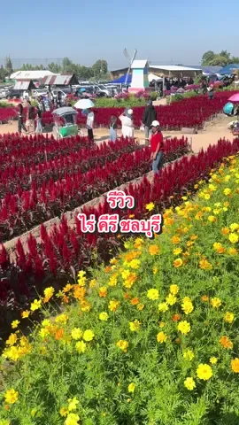 #ไร่คีรีบูรพาทุ่งทานตะวันชลบุรี 