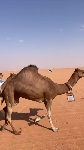 منقية سلاسل الذهب تزف جلّها… حضورٍ يشهد له البعيد قبل القريب 🔥. #الابل_عطايا_الله_عشاق_البداوة_🐪😍 #الصياهد #الابل_السواحل #الابل_الحمر #السلمي 