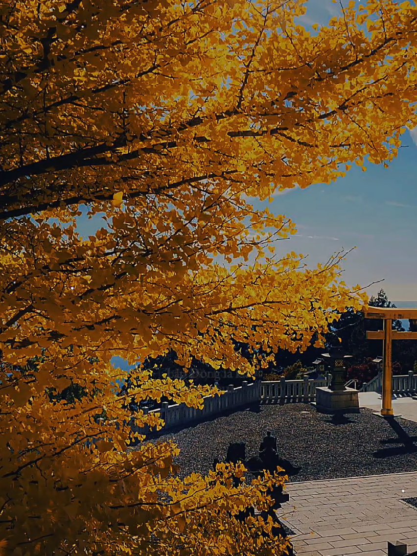 Trời vừa làm gió lập đông lá kia thay màu.......... [ Lập Đông AI ] #lapdong #nhacbuontamtrang  #tramcamxuc💔  #maucapcut  #tramnhac07 