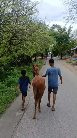 Adiknya Gadis waitapal✨️ #nttpride🏝🔥 #kudapacusumbarfypシ゚viral 