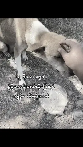 တချို့လူတွေထက်တော့အများကြီးသာတယ်🤍#fyp #viral #foryou #dog #fyppppppppppppppppppppppp 