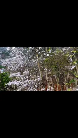 VẤN VƯƠNG CHỢ TÌNH - HƯNG MIX #mix #hoaban #tâybac #max 