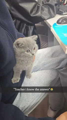 When cats interrupt classes everyone gets distracted#funnycats #funnyanimals #petvideos #cat #catsoftiktok   