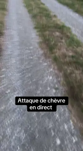 La fin c’est pour me tuer #humour #chevre #drole 