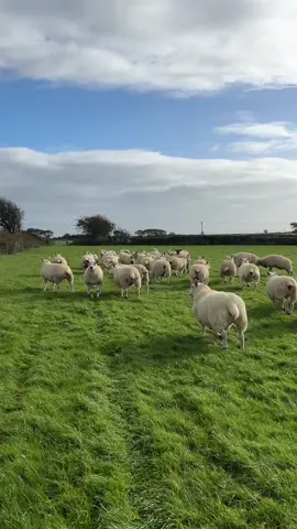 Someone call Rainbow Road… the sheep are on a mission 🐑🌈 #chucklinggoat #mariokarts #sheep #texel #farmlife 