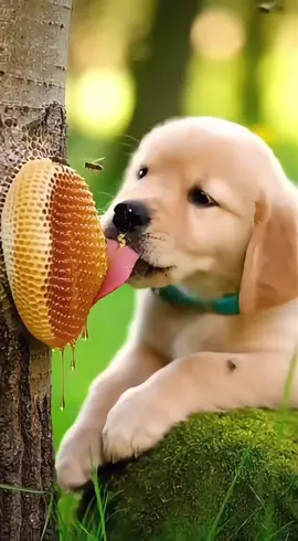 Sweet and painful #dog #dogsoftiktok #funnyvideos #foryou 