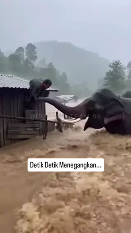 Penyelamatan di saat bencana banjir, Lihat.! yang di lakukan gajah ini... #fy #fyp #fypシ゚ #banjir #foryoupage 
