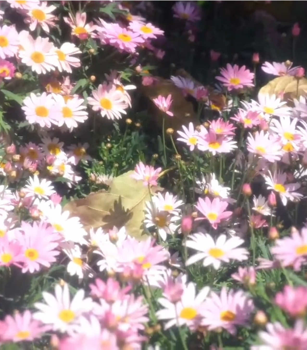 “Cứ sống một đời bình yên thôi,ăn no ngủ đủ giấc là hạnh phúc rồi “#xuhuong #flowers #fyp 