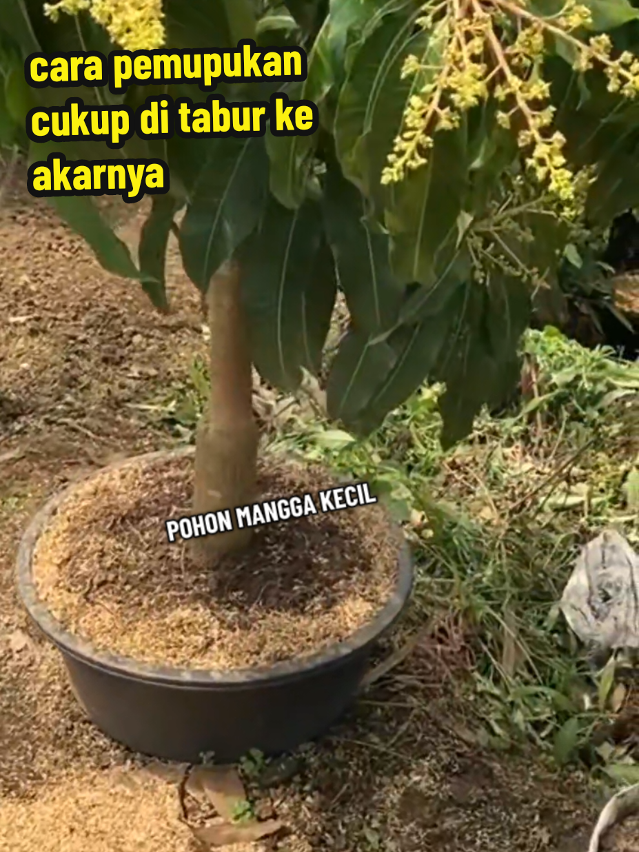 pupuk serbuk organik pelebat buah bisa#mempercepat #pembungaan #pembuahan #dan #antihama 