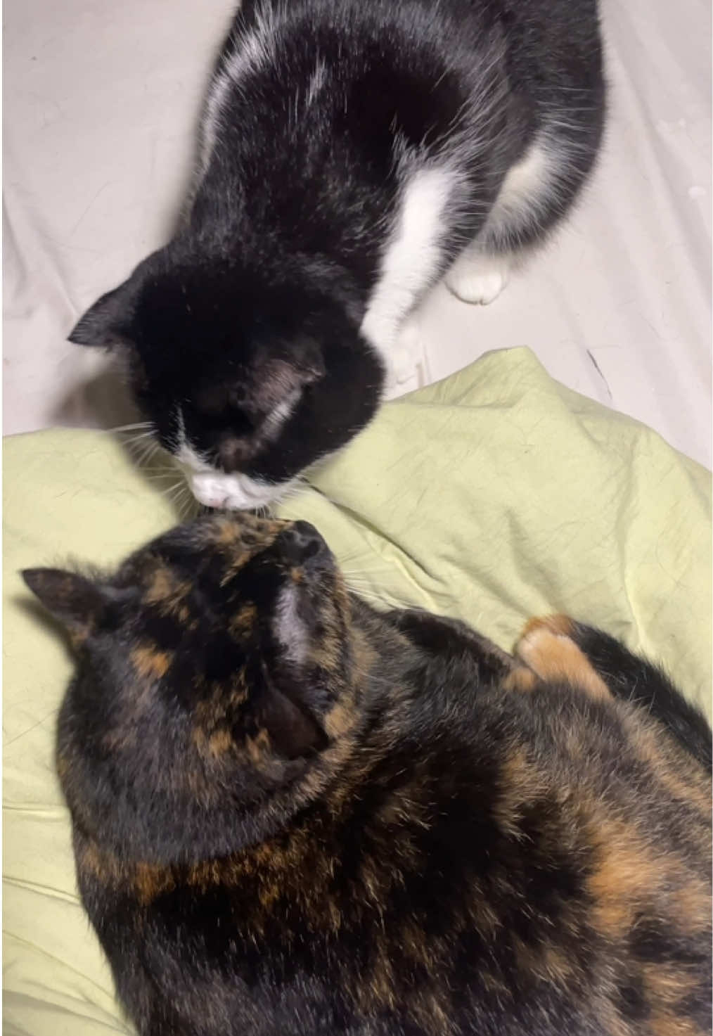 Trộm vía 2 cháu ăn uống béo khoẻ, các mom tham khảo thử pate nhà Mr Vet nhen #meo #mèo #cat #petour #mrvet 