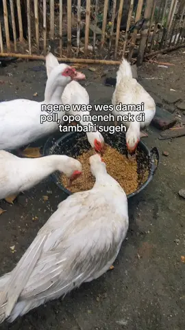 bismillah sek😁 #mentokjumbo #mentok #peternakmuda #xyzbca ##CapCut #mentokjumbokediri 