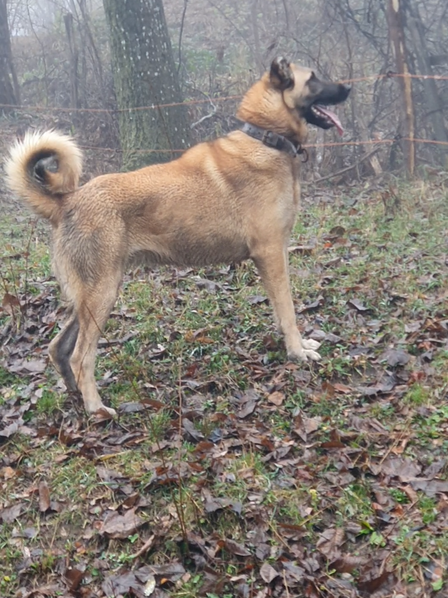 #caucasiangabrielbaicoianu #viralvideos #kangal 