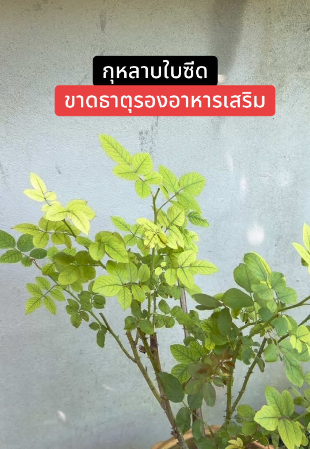 กุหลาบใบซีดขาดธาตุรอง อาหารเสริมธาตุรอง #ธาตุอาหารเสริมสําหรับพืช #ธาตุอาหารรองเสริม #ธาตุอาหารเสริมcandyrose #tiktokshoppaydayช้อปวันเงินออก #tiktokshop1212ลดใหญ่ท้ายปี  