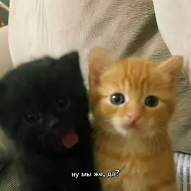 #щп #коты #мы? #нумы