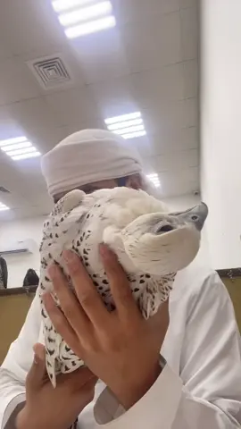 #مشاھدات_ #بريره#ابوظبي #مالي_خلق_احط_هاشتاقات🧢  ياربع إذا شفت شي عجبك قولو ماشاءالله  وانصحكم لا تصورون طير غالي عليكم أنا امس صورت الطير اليوم مات 🥺🥺😭😭😭😭🥺🥺#اكسبلورexplore 