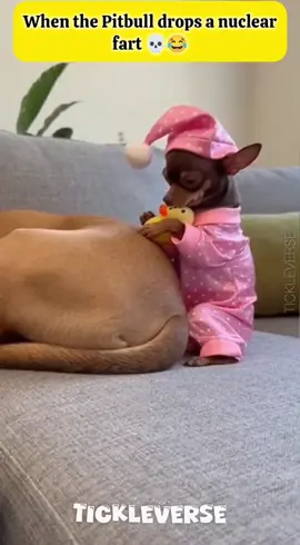 A Chihuahuahua’s unlucky moments #funny #chihuahua #dog #dogfunny #funny 