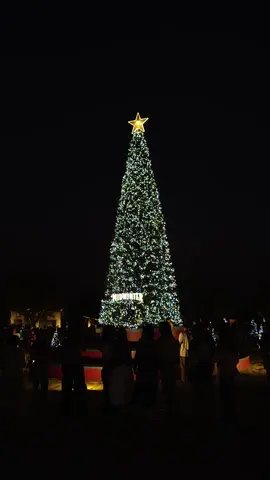 Mid winter  🌲❄️