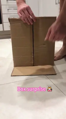 The box is a warm haven for catse #cat #cats #catslovers #catsoftiktok #fyp