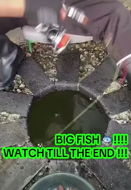 THE BIGGEST FISH FOUND !!! #bigfish #fish #viralvideos #fyp #fishinglife 