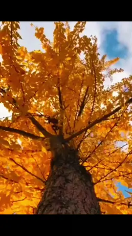 giọng hát Al#giaitritonghop 