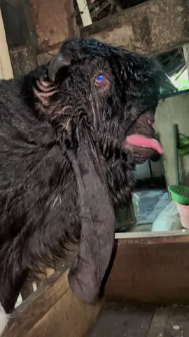 Mari ngamok wedok an yo ngene iki lur😅#kambingetawa #kambingkontes #lumajangsae 