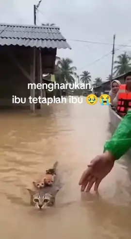 #banjir #bencanaalam #tapanuli #tapanuliselatan 