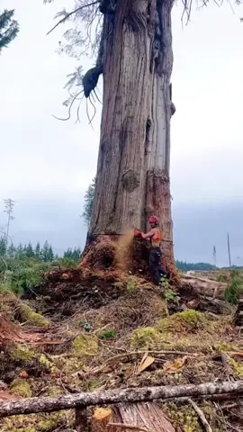 #satisfying  #tree  #asmr  #giant  #oddlysatisfying   