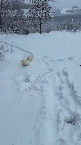 Snow day in Iowa! #snowday #snowstorm #ducksoftiktok 