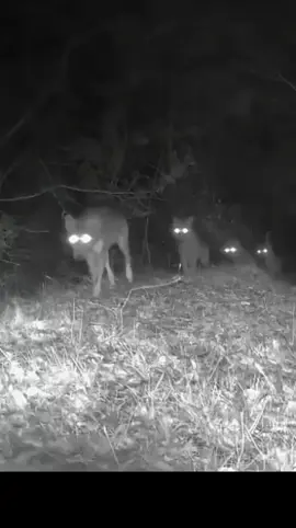 #غزو الذئاب ليلا ##