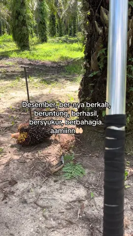 aminnn🤲🏻#kerja #kebunsawit #sawit #pekerjakeras 